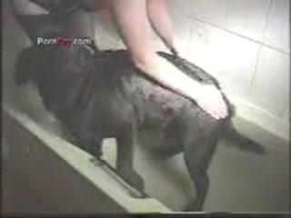 She Wants Sex With a Dog Now? Shw Show Cam Has the Answer!