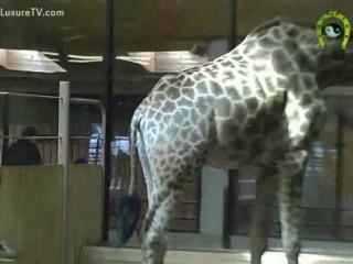 Unlock the Magic of Love: A Heartwarming Tale of the Giraffe's Unmistakable Charm - A Story You Won'