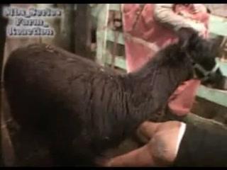 So Hot You Could Melt: Sex Animal Unleashed!