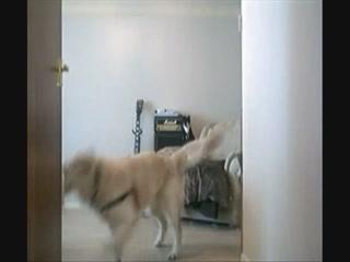 Woman Violently Attacked By Dog Captured on Camera - Shocking Sex Dog Videos Now Free to Download!