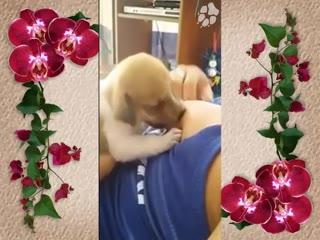 Can't Miss: Chubby Dog Watch Now as it Sucks Nice Tits in this Free Porn Video!