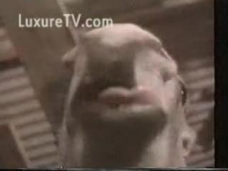 Woman Alone at Farm Goes Wild with Brutal Animal in Stunning Vintage Zoo Fucking Video!