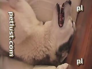 Man's Hard Cock and Dog's Pussy Combine for Explosive Sex Scene - Watch Now!