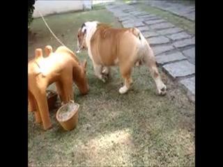 Free Dog Fucks Girl: Bigg Sexfull HD Download - Experience the Wildest Sensations!