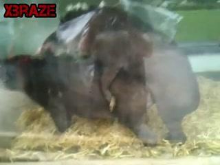 Unlock a World of Animal Free XXX Sex in High Quality - Watch Now!