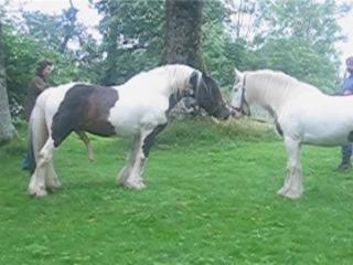 Wild Horse Video Zoo: Free XXX Porn to Unleash Your Wildest Desires!