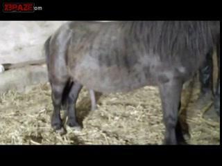 Free Animal XXX - Watch Animal Sex Now!