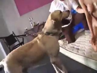 Experience the Wildest Zoo Porn Dog Sex Videos - Zoophilia Top Videos Free Sex Sex Watch in High Quality!