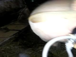 Mind-Blowing: Watch This Pig Enjoy Pussy Fucking with Home-Made Dildo in Zoophilia-Free Zoo Porn!