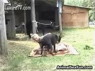 animal sex free porn video free porn video watch now