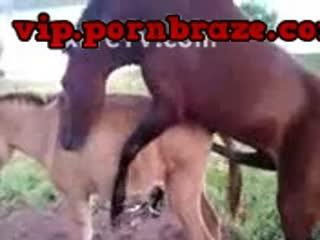 watch animal now free xxx download free porn sex