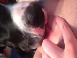 animal sex free porn video download animal video free