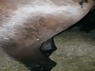 Real Horse Pissing porn 2018 free porn video watch now