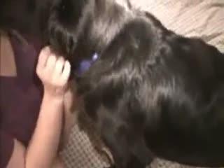 Pussy mistress is licked by a fortunate dog in this zoo porn xxx top This is the biggest animal sex site in the world.