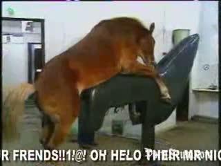 Video Zoo XXX Horse Porn Porn zoo offers a wide variety of subgenres to its viewers.