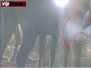 Porn xxx top free zoo animals The most popular animal sex website in the world.