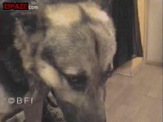 The most popular and engaging animal sex video genres online are free to view.